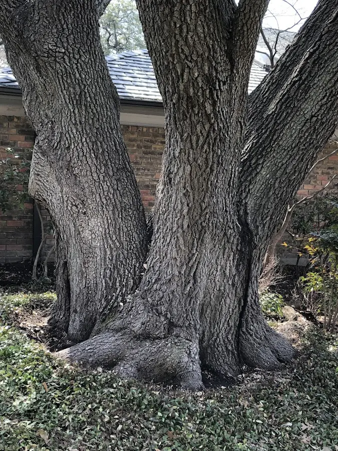 Mature heritage tree close to a Medway property cared for by certified arborists